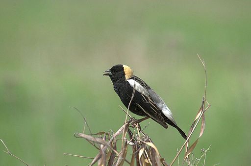 Bobolink, Creative Commons License