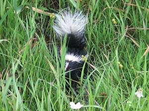 baby skunk