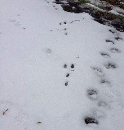 animal tracks in snow