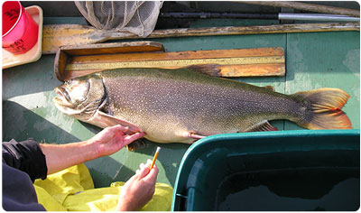 large rainbow trout