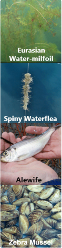 four aquatic invasive species - milfoil, waterflea, alewife, and zebra mussel