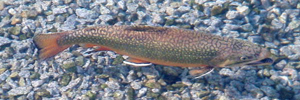 male brook trout on redd