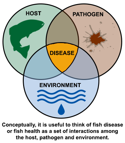 interactions causing fish disease