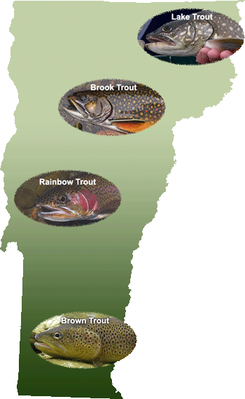 wild trout of Vermont