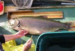sampling a large rainbow trout
