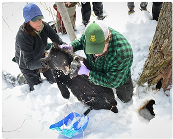 FW staff handling a bear