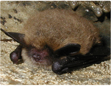 ""long-eared bat