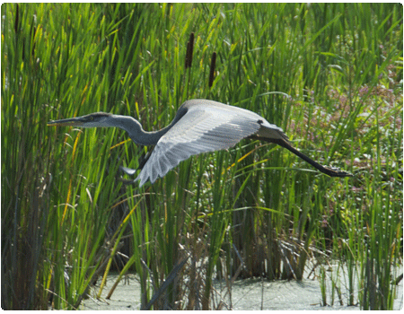great blue heron flying over a marsh