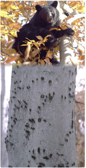 bear in a beech tree and a bear-scarred beech tree