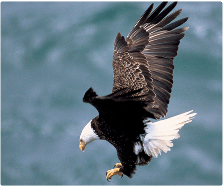 bald eagle landing in nest