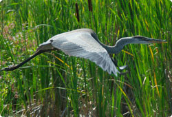 Great Blue Heron flying over a marsh