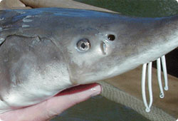 Profile of a sturgeon