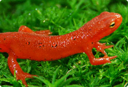 red eft close-up