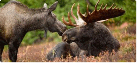 cow and bull moose