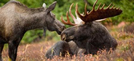 cow and bull moose