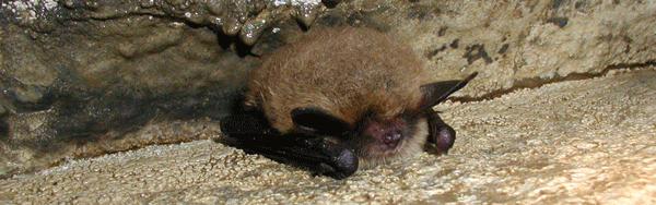 northern long-eared bat