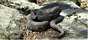 timber rattlesnake