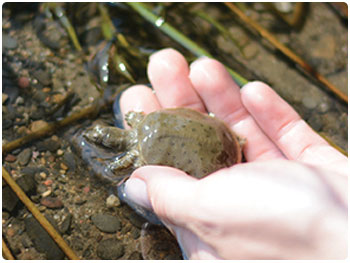 releasing a young spiny softshell turtle