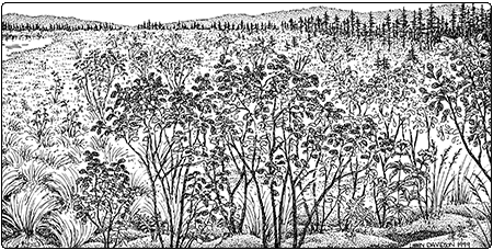 illustration of alder shrub swamp