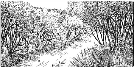 illustration of alluvial shrub swamp