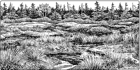 illustration of alpine peatland