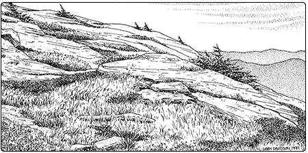 illustration of an alpine meadow