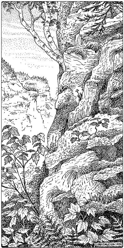 illustration of boreal calcareous cliff