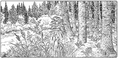 illustration of boreal floodplain forest