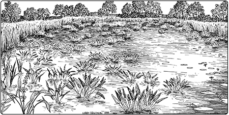 illustration of deep broadleaf marsh