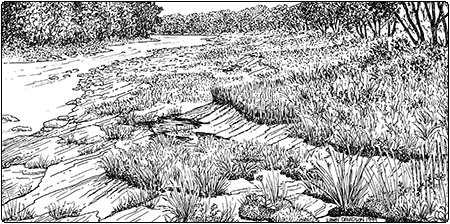 illustration of calcareous riverside seep