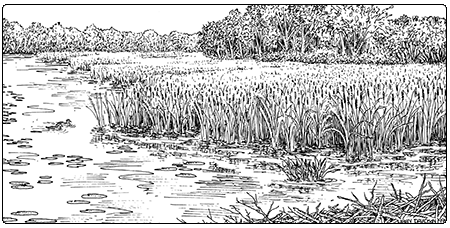 illustration of a cattail marsh