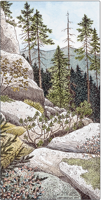 illustration of cold air talus woodland
