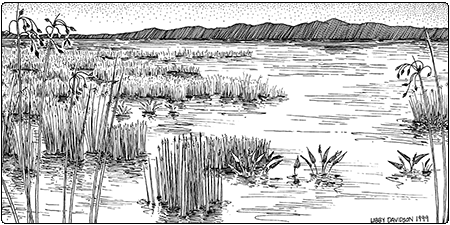 illustration of deep bulrush marsh
