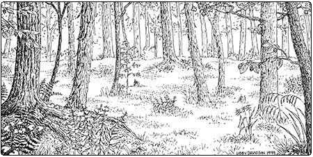 illustration of dry oak hickory hophornbeam forest