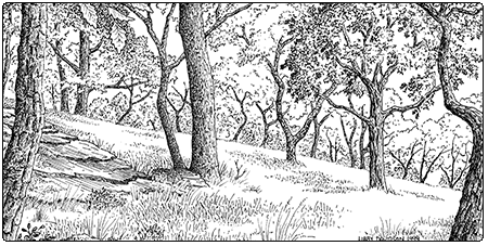 illustration of dry oak woodland