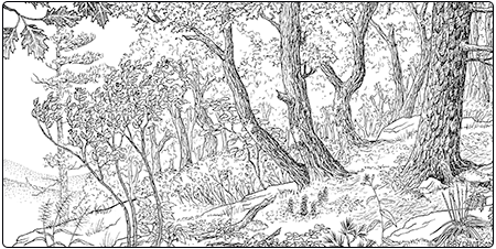 illustration of dry red oak - white pine natural community