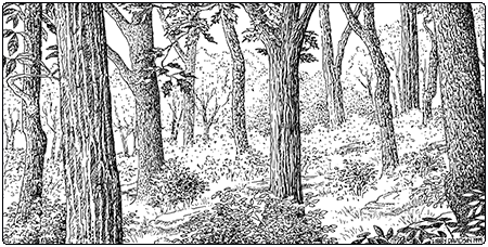 Illustration of dry oak forest