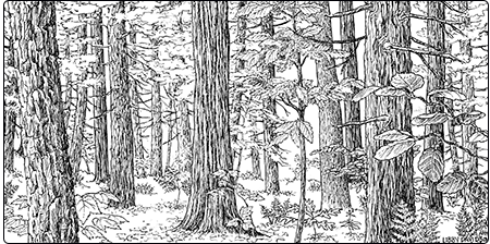 Illustration of dry hemlock oak forest
