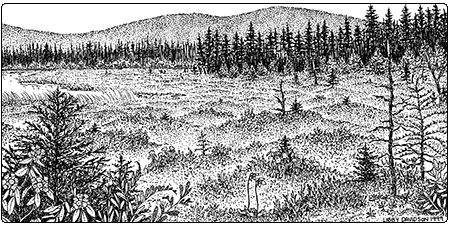 illustration of dwarf shrub bog