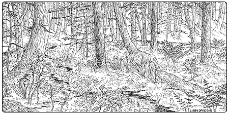 illustration of hemlock-balsam fir-black ash seepage swamp