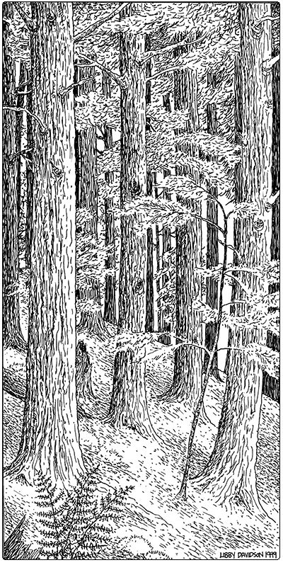 illustration of Hemlock Forest