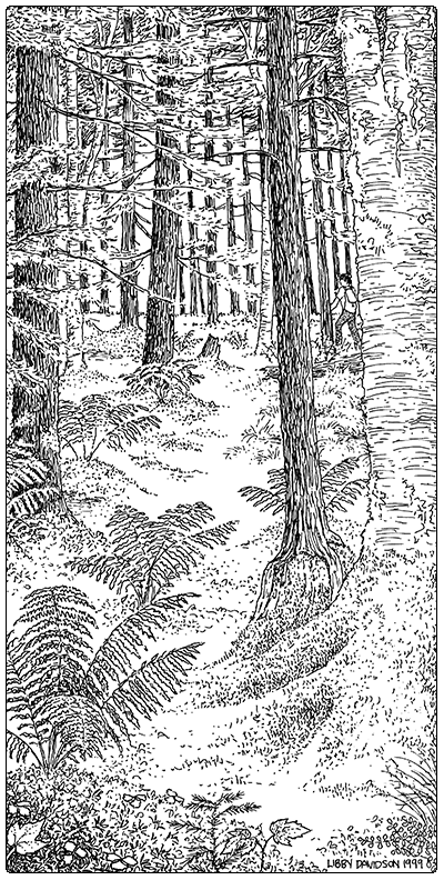 illustration of hemlock sphagnum basin swamp