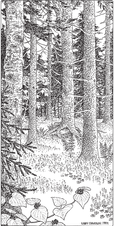 illustration of high elevation forest