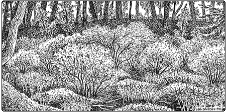 illustration of Basin Shrub Swamp
