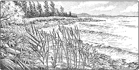 illustration of lakeshore grassland