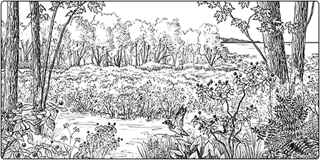 illustration of lakeside buttonbush swamp