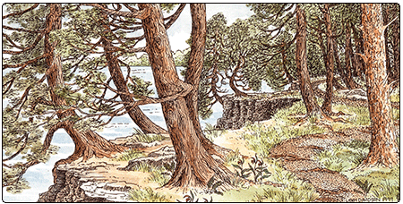 illustration of limestone bluff cedar pine forest