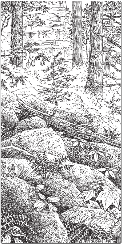 illustration of oak maple limestone talus woodland