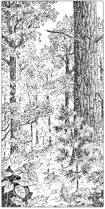 illustration of mesic pine-oak sandplain forest