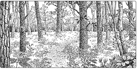 illustration of a dry pine-oak-heath sandplain forest